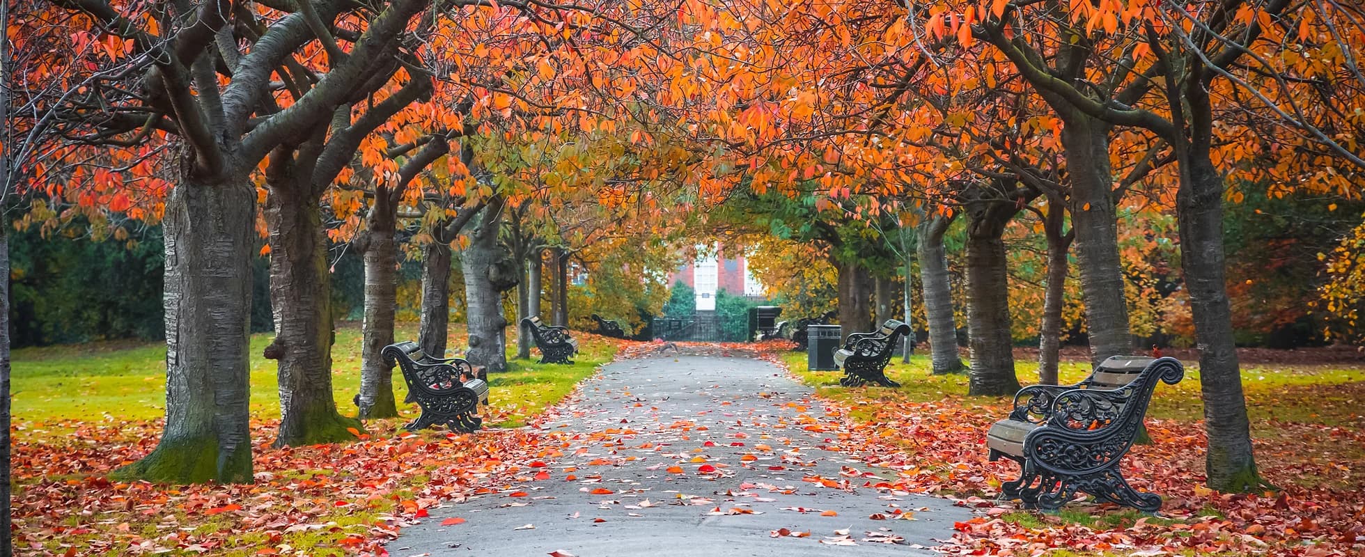 image of walking path between trees with fallen leaves on the ground